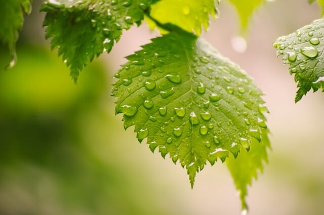 비 그친 후 나뭇잎에 빗방울 맺힌 모습