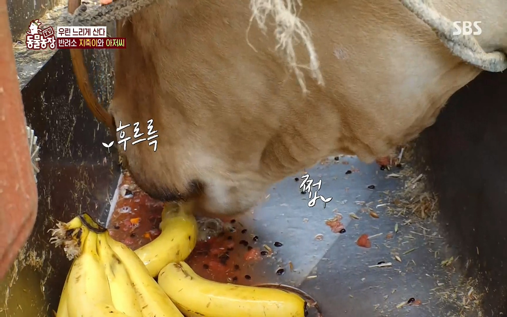 TV 동물농장.E1074.220619p.H264-F1RST.mp4_20220619_181431.102.jpg