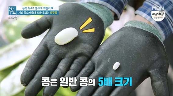 작두콩 크기