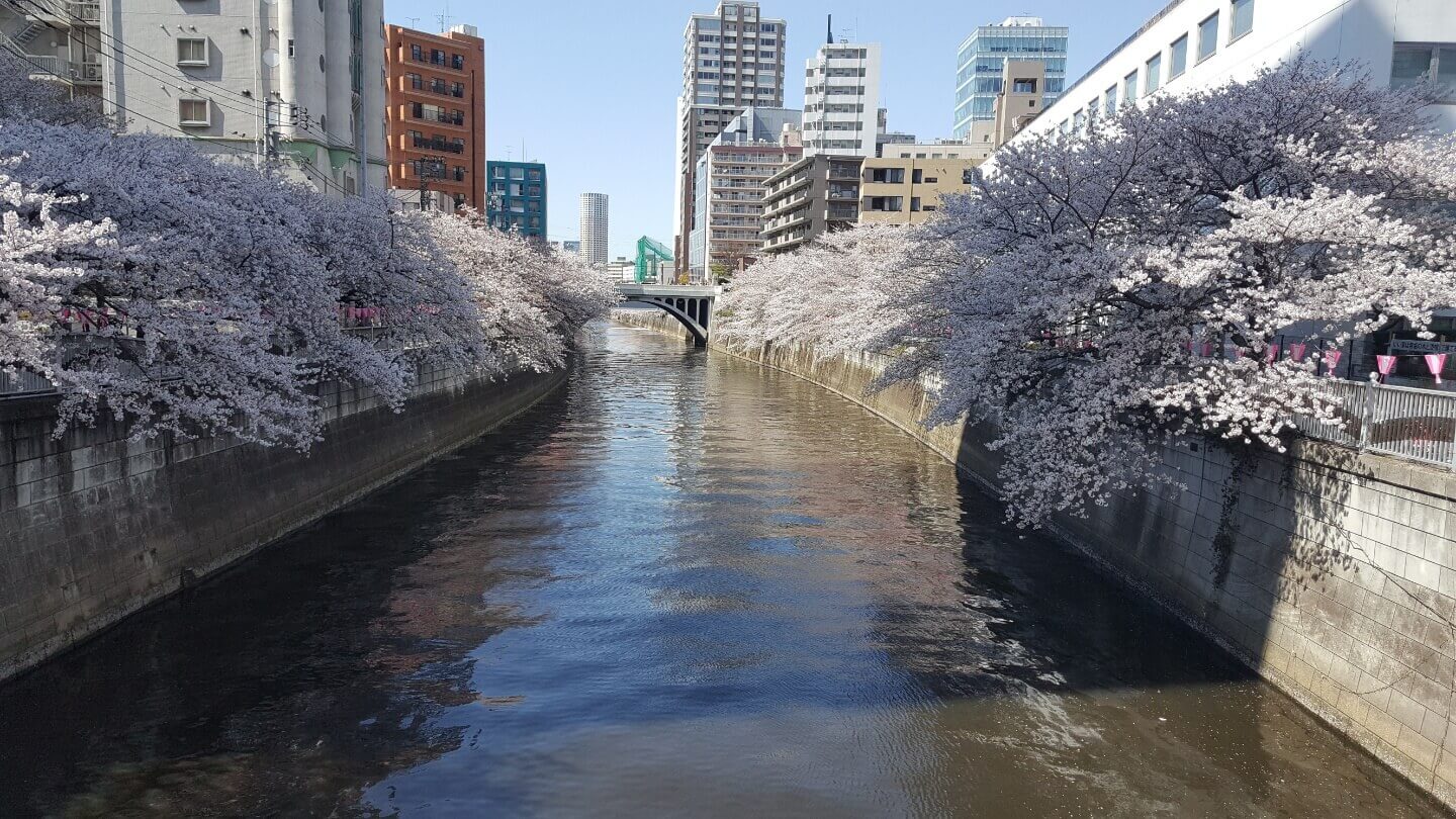 나카메구로 벚꽃과 강 사진