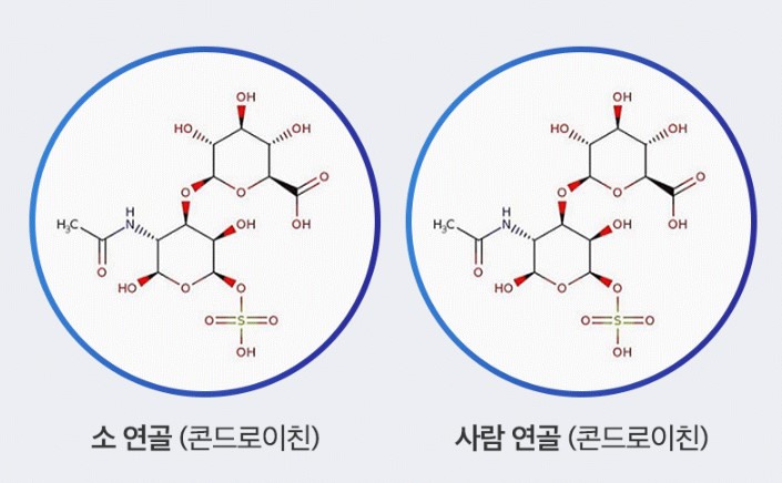 콘드로이친 1200 특징