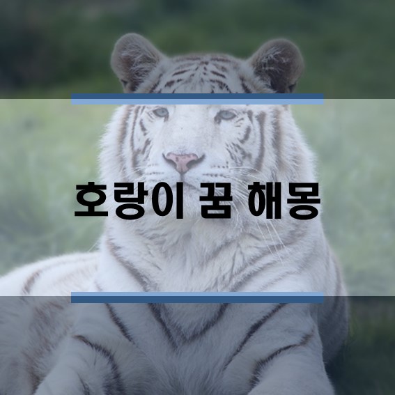  호랑이 나오는 꿈, 아기호랑이, 태몽 등 호랑이 꿈 해몽