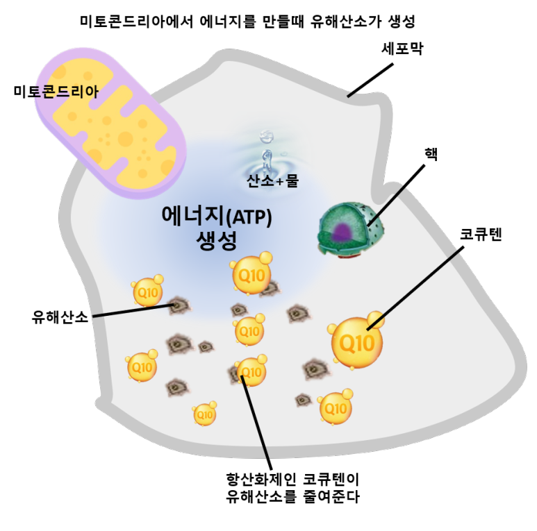 미토콘드리아와 코큐텐 에너지 관계