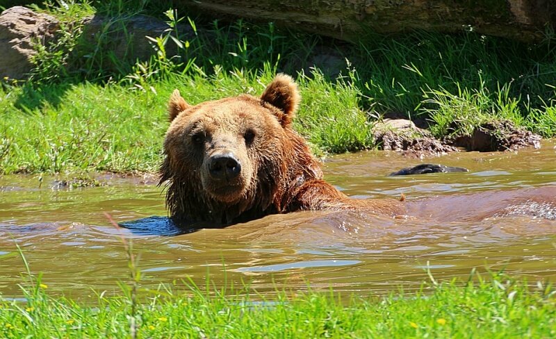 큰 웅덩이에서 목욕하는 곰 사진