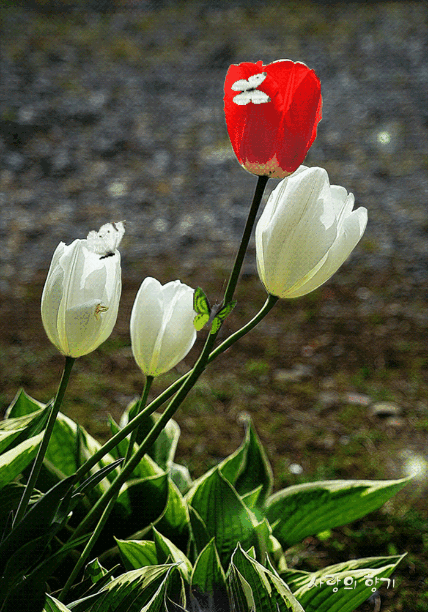튤립 19