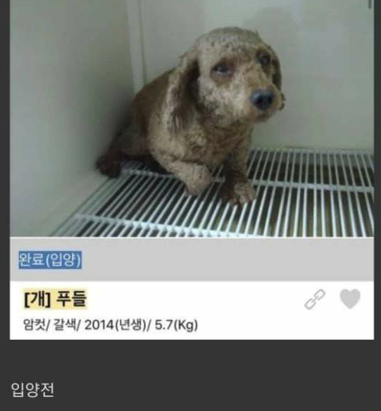  입양간 주인이 확대시키 댕댕쓰
