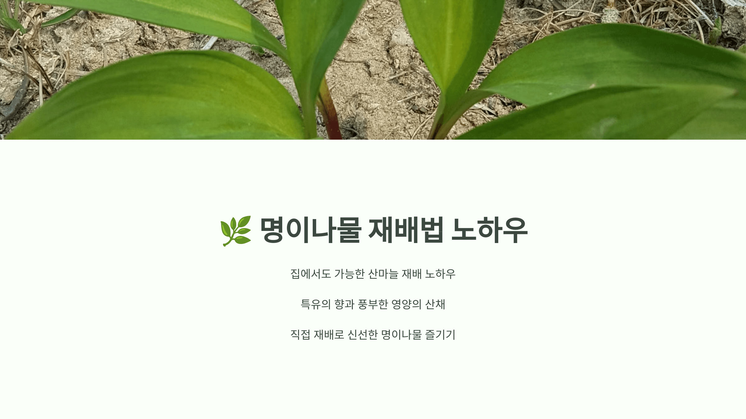 명이나물 사진입니다.