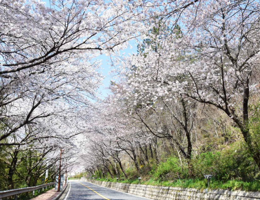 전남 벚꽃 명소