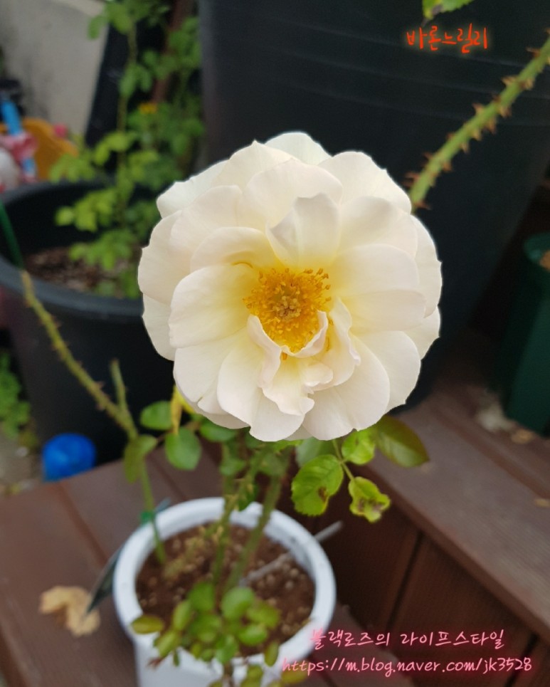 화요일엔 노랑장미를. 11