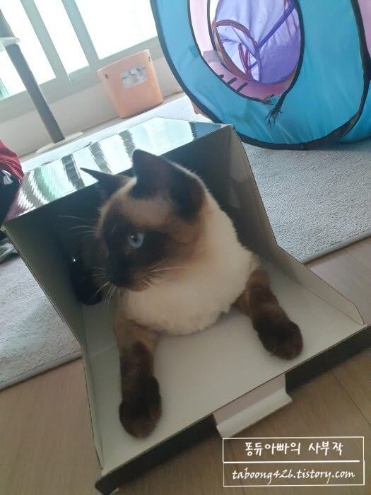 사냥을 위해 완벽한 사이즈의 상자에 숨어있는 고양이