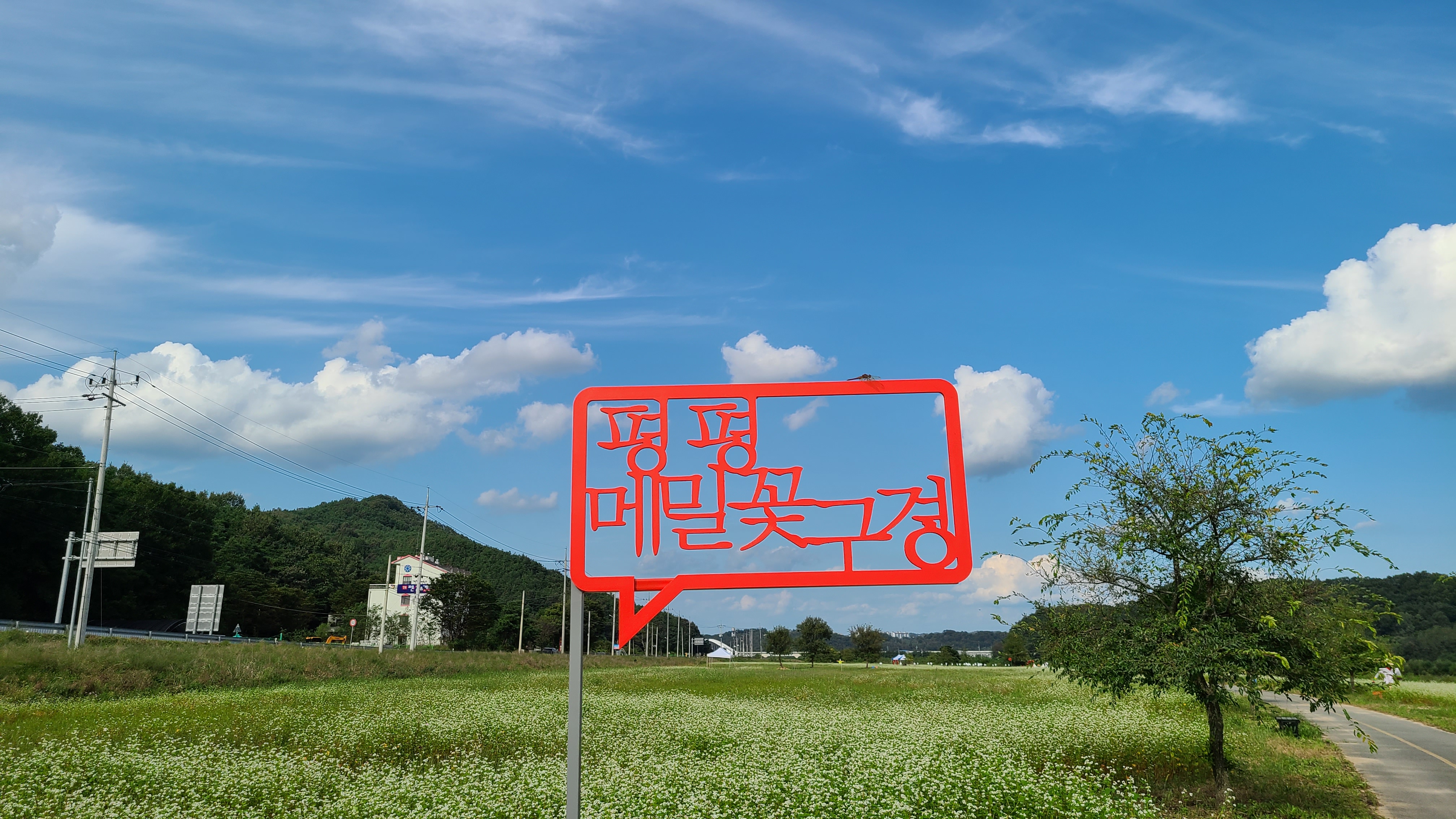  안동 메밀꽃, 풍산 계평리 만평 평평 메밀꽃밭 구경