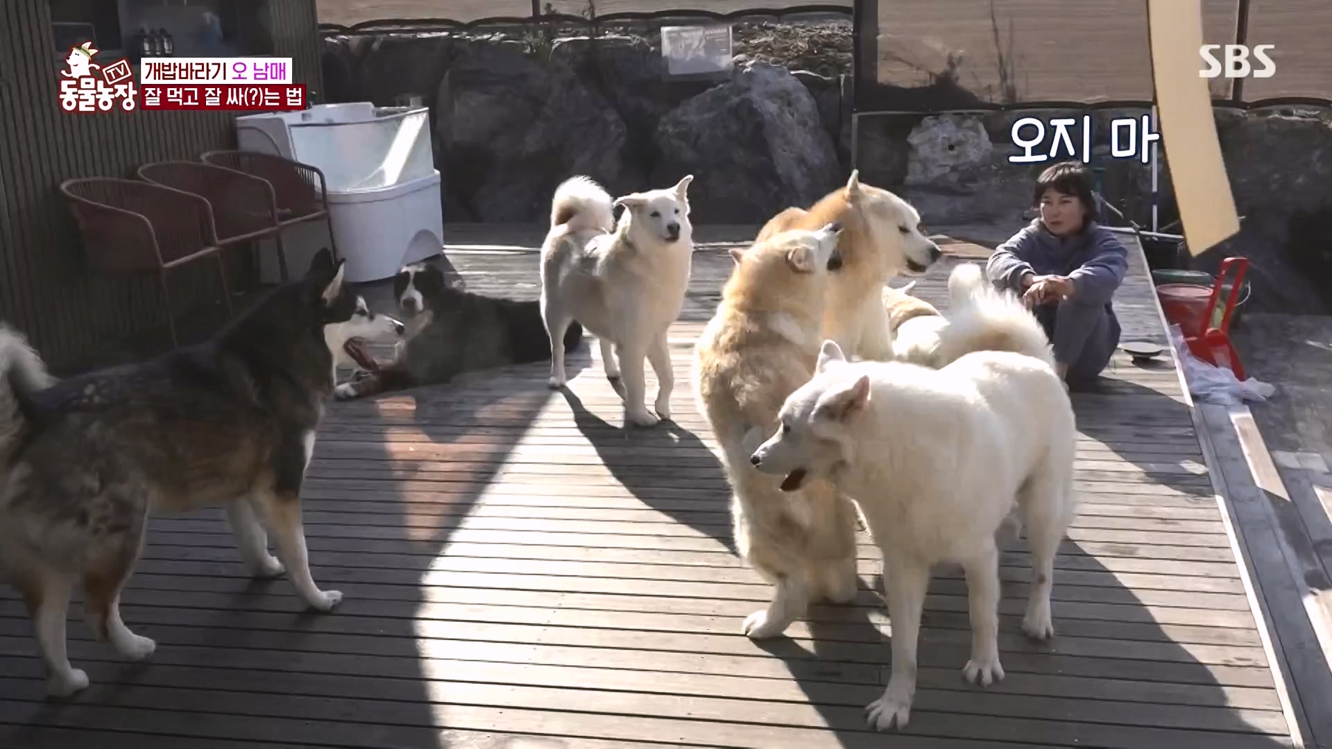 TV 동물농장.E1166.240407p-NEXT.mp4_20240407_164456.367.jpg