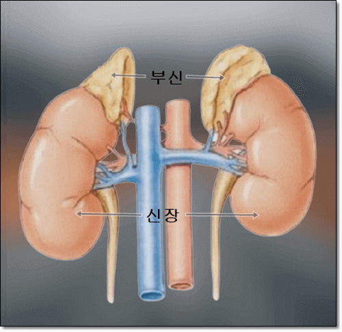 부신 위치