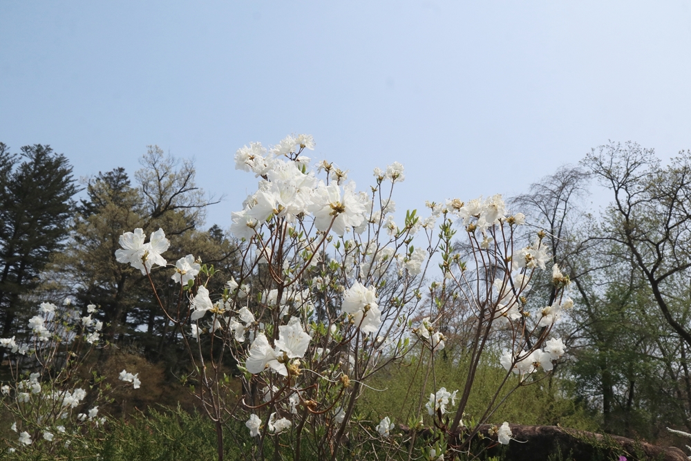 활짝핀-흰진달꽃