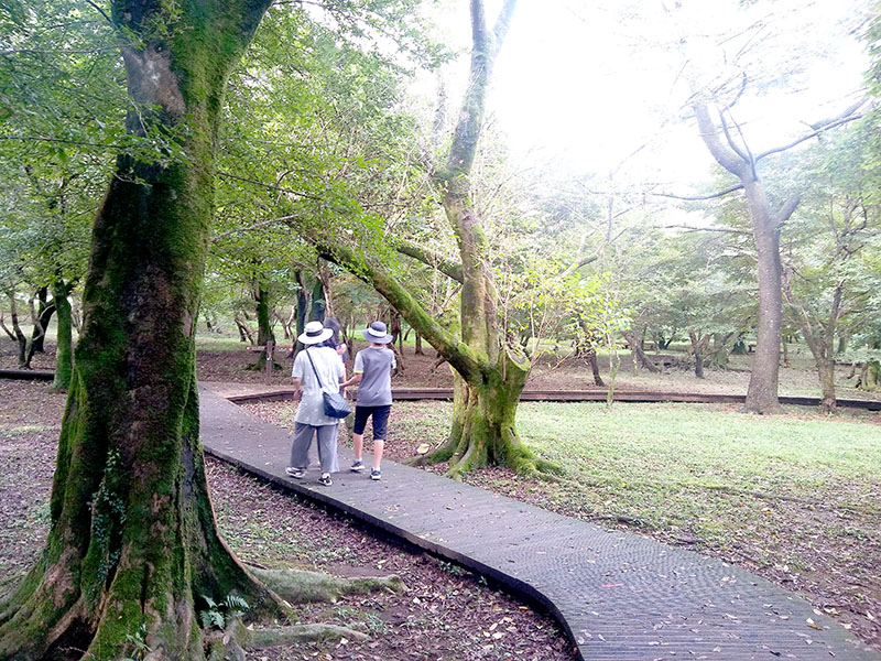 제주절물자연휴양림(Jeju Jeolmul Recreational Forest)