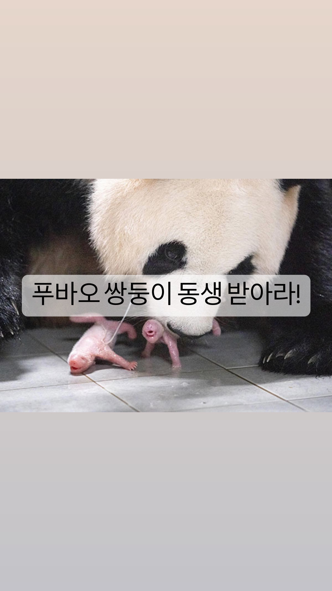  [동물] 푸바오 동생이 생겼다!