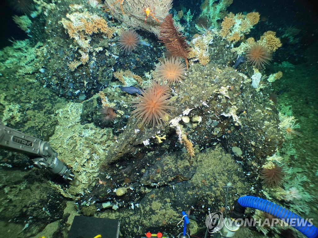 지난 1월 찰스다윈재단에서 배포한 갈라파고스 제도 내 산호초 모습