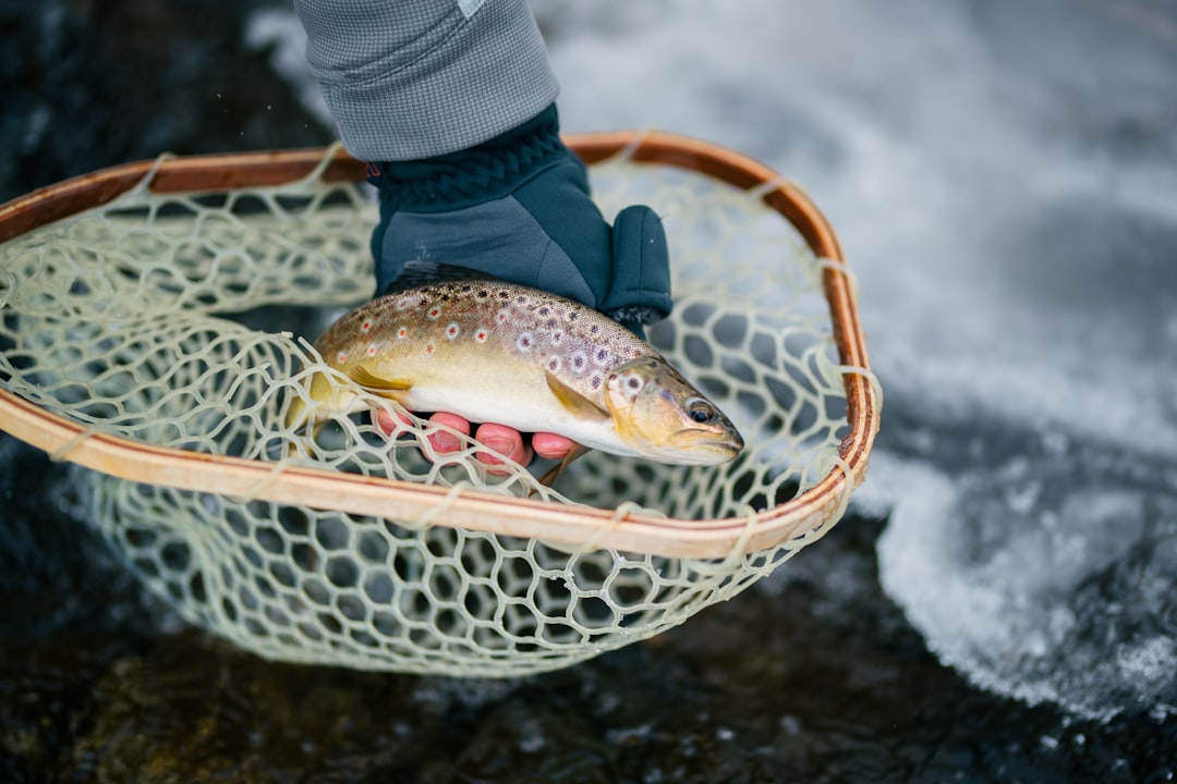 Sancheoneo (trout)