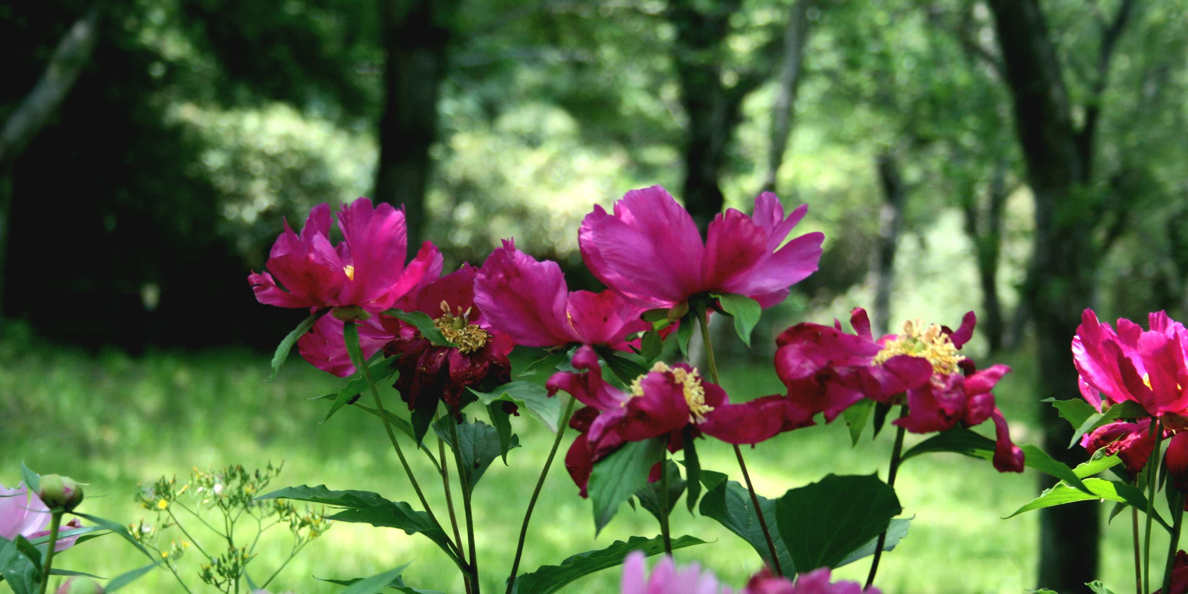 peony 이미지
