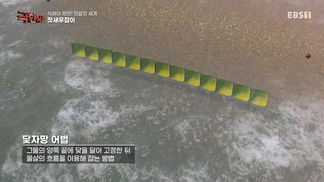 TV - 전 국민의 평생학교 EBS삭혀야 제맛! 젓갈의 세계.mp4_20231125_190745.951.jpg