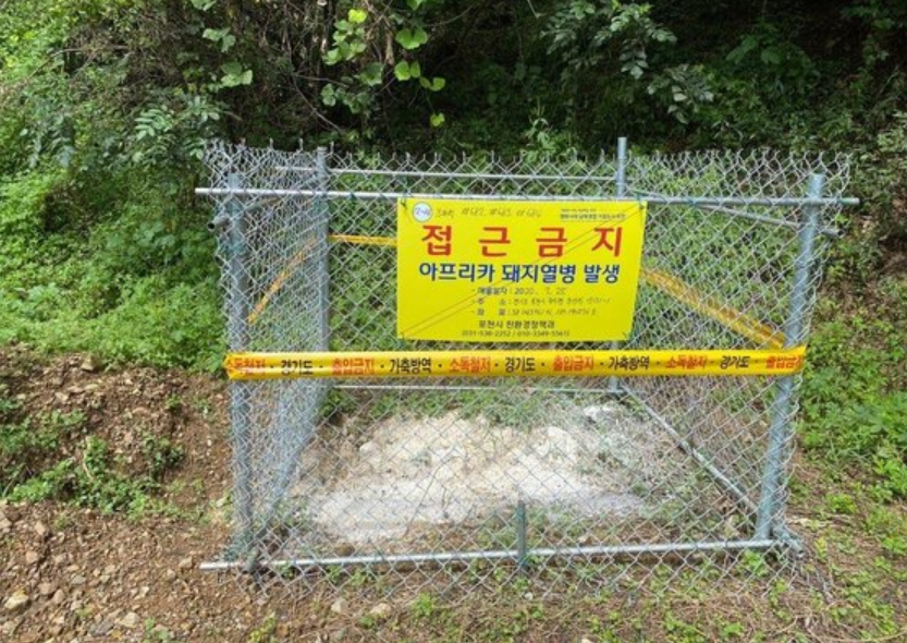  화천 아프리카 돼지 열병 증상 사람 감염?