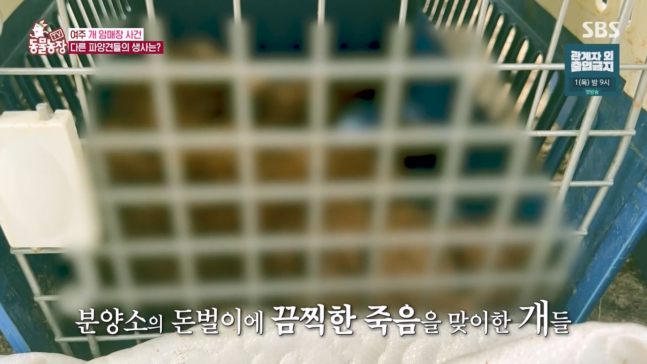 TV 동물농장.E1122.230529p-NEXT.mp4_20230528_170308.474.jpg