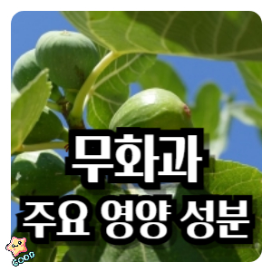 무화과-주요-영양-성분