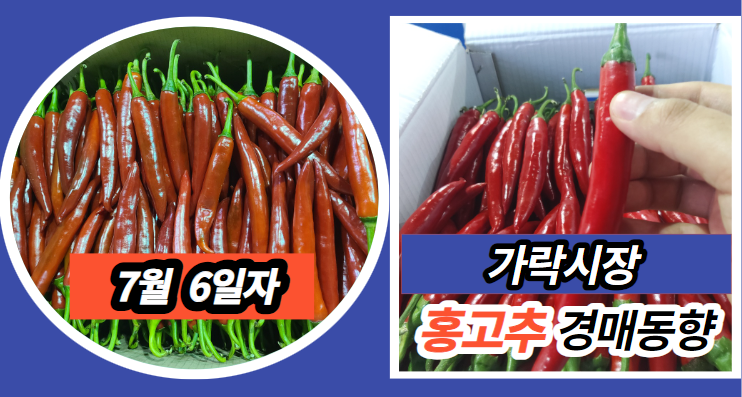  [경매사 일일보고] 7월 6일자 가락시장 홍고추 경매동향을 살펴보겠습니다!