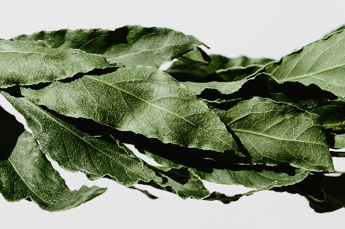 월계수잎 효능 9가지 및 부작용