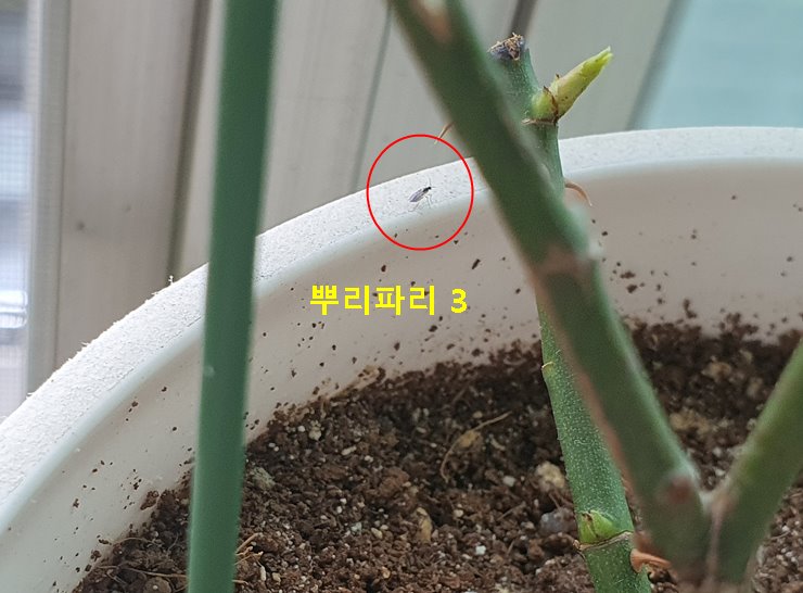 뿌리파리3