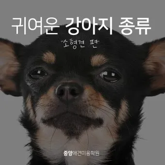 강아지 종류별 사진과 이름 작은 강아지 애완견 종류_20