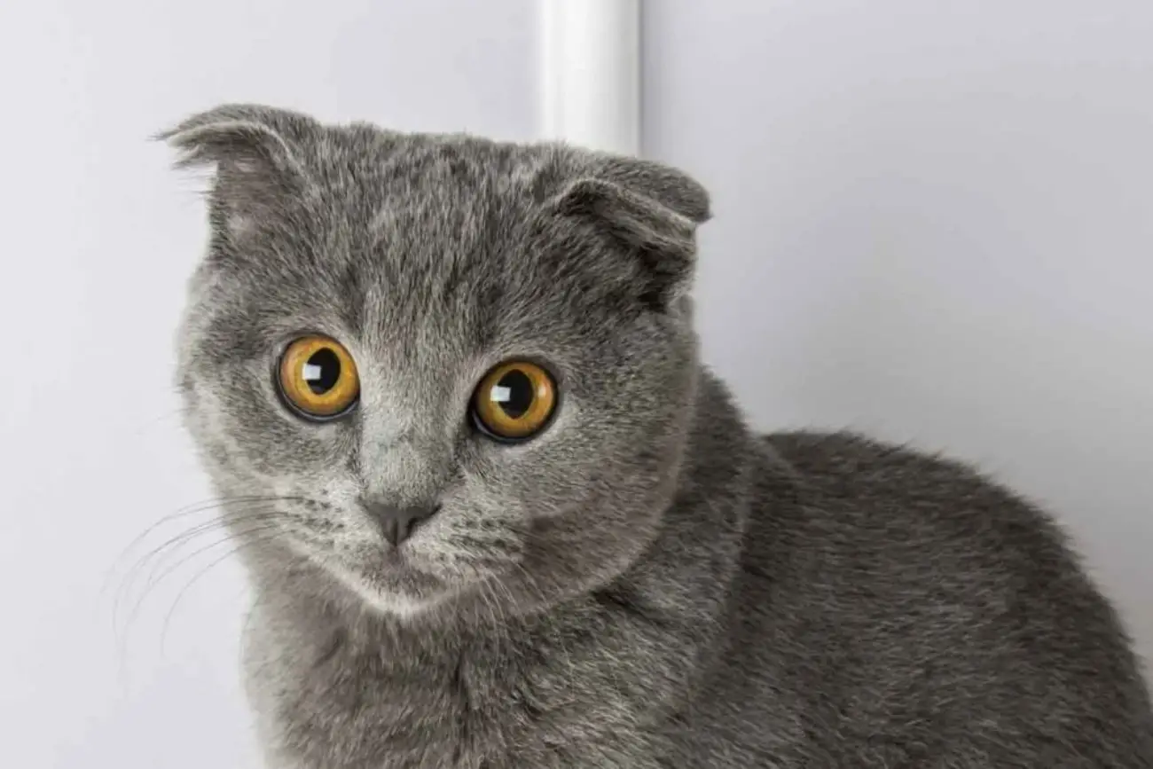 스코티시폴드(Scottish fold)