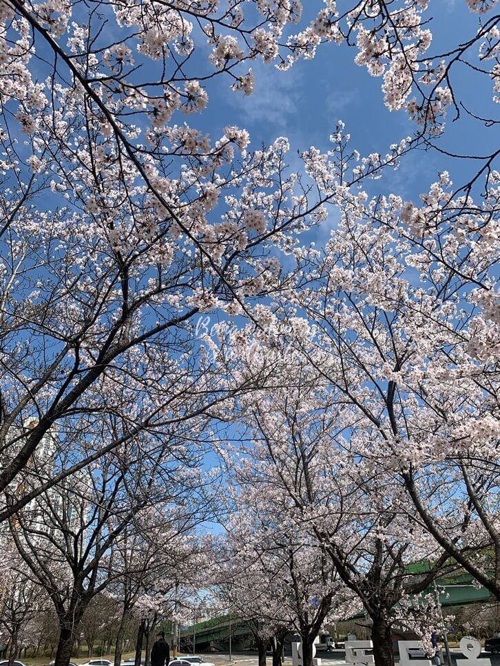 벚꽃-푸른하늘