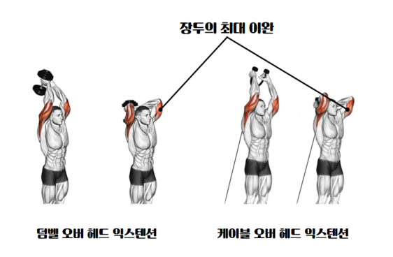 해부학 구조로 알아본 삼두 운동 루틴과 꿀팁