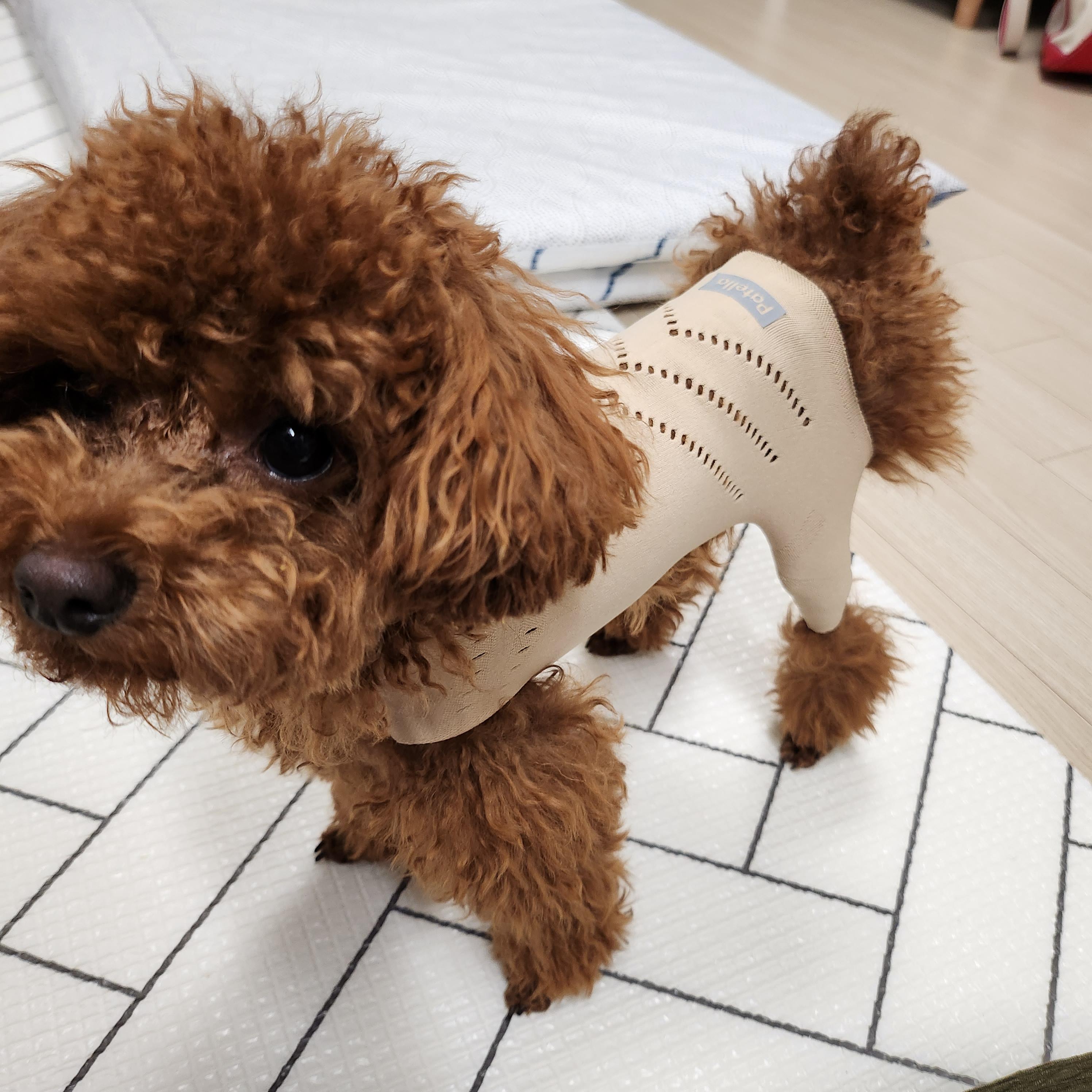 고관절 보호 의류 입고 쳐다보는 강아지