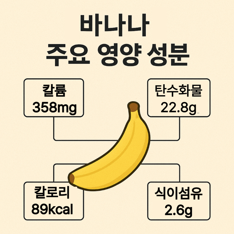 바나나의 주요 영양 성분 인포그래픽 – 칼륨, 비타민 B6, 비타민 C, 식이섬유 포함