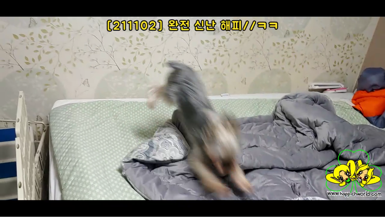  [211102] 완전 신난 해피//ㅋㅋ(동영상)