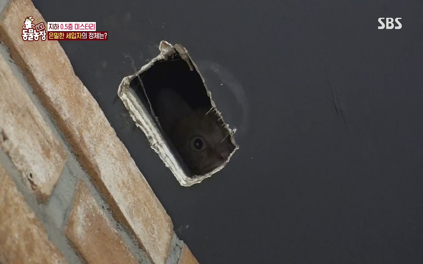 TV 동물농장.E1081.220807p.H264-F1RST.mp4_20220807_213620.124.jpg