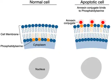 AnnexinV staining 의 원리