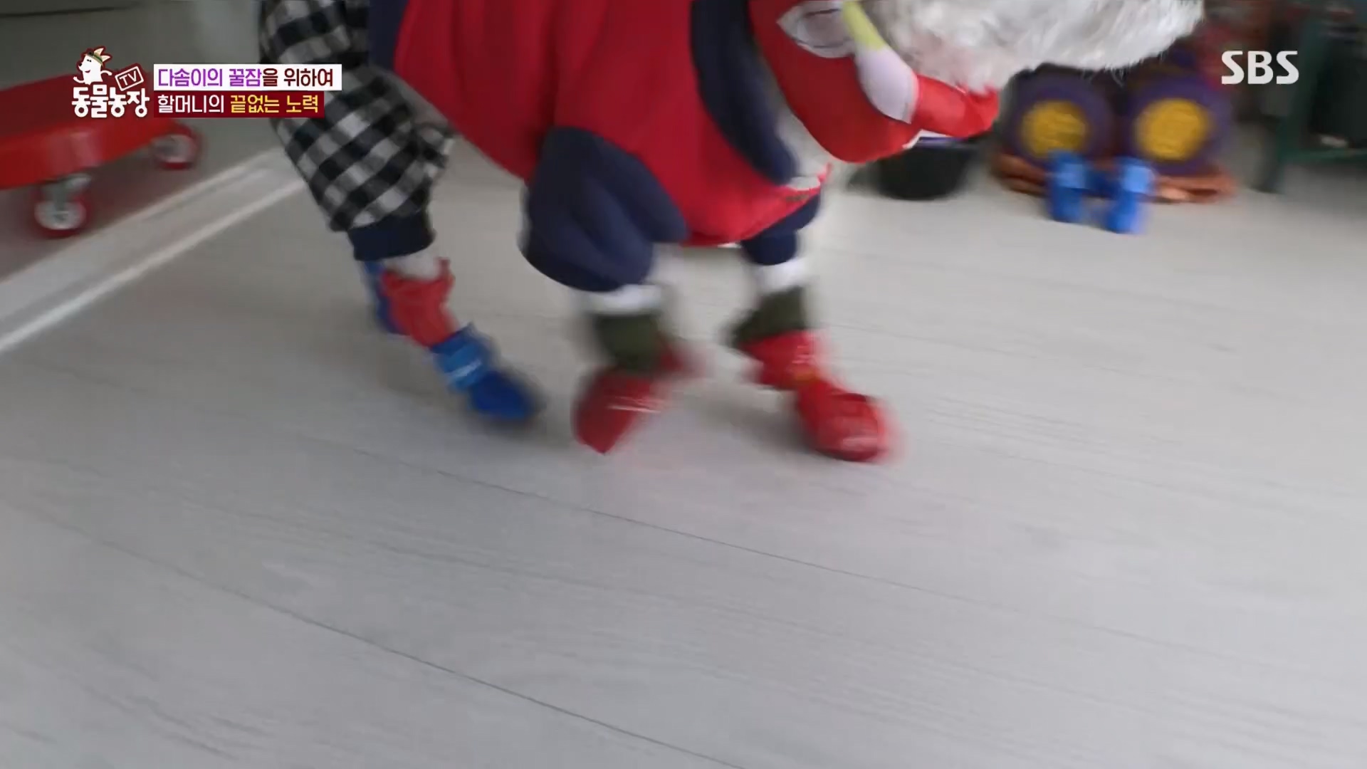 TV 동물농장.E1159.240218p.H264-F1RST.mp4_20240218_170000.707.jpg