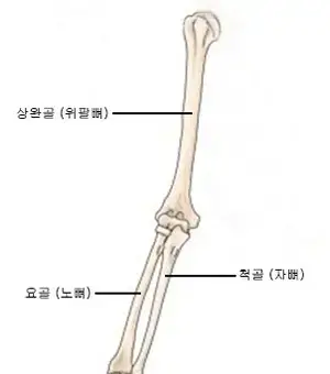 미용사네일이론-팔의뼈