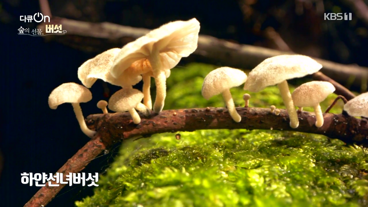 다큐 온.E227.231120p-NEXT.mp4_20231121_201853.914.jpg