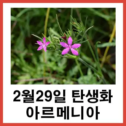 2월-29일-탄생화-아르메니아-꽃말