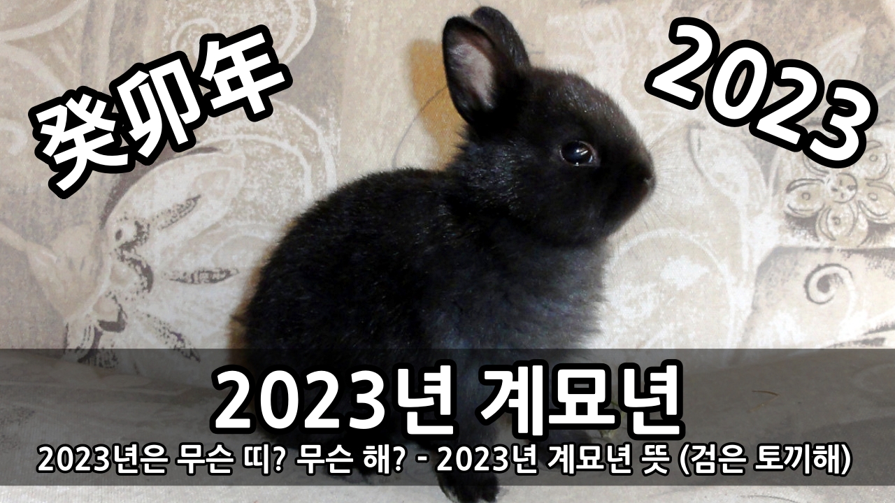 2023년은 무슨 띠? 무슨 해? - 2023년 계묘년 뜻 (검은 토끼띠 해 만 나이) :: 키스세븐지식 2023년은 무슨 띠? 무슨 해? - 2023년 계묘년 뜻 (검은 토끼띠 해 만 나이) :: 키스세븐지식