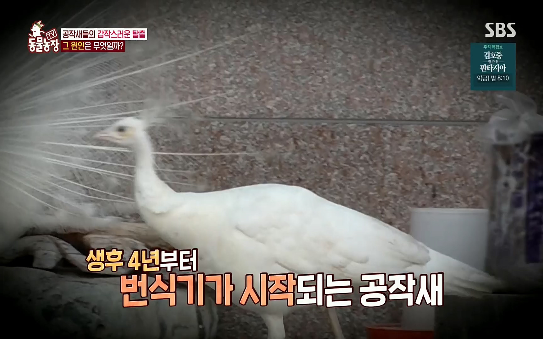 TV 동물농장.E1084.220828p.H264-F1RST.mp4_20220828_154053.493.jpg