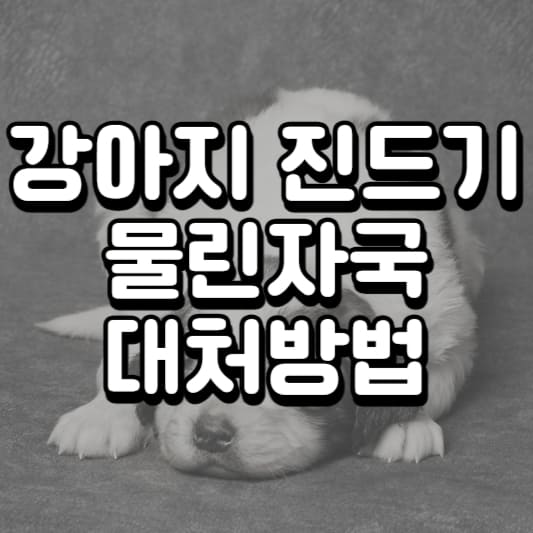 강아지 진드기 물린자국&#44; 주의해야 할 이유와 대처법 - 2023 최신
강아지-진드기
강아지-진드기-제거
강아지-진드기-물린자국