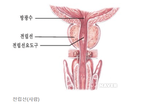 쏘팔메토의 효능 및 부작용