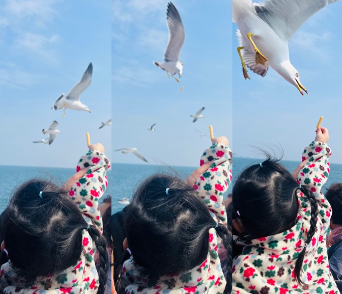 구조라 유람선 - 갈매기 새우깡 주기 성공