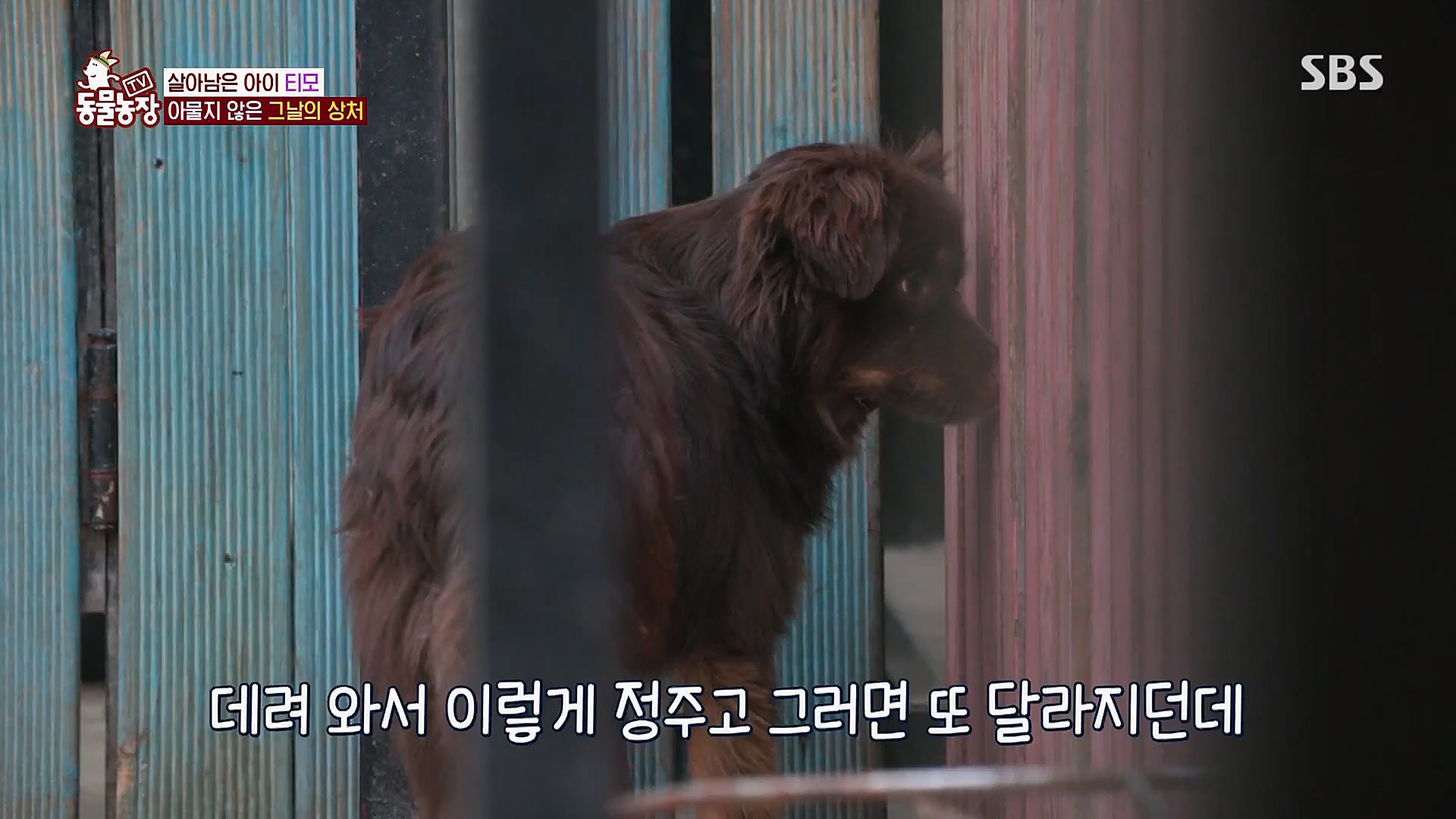 TV 동물농장.E1112.230319p.H264-F1RST.mp4_20230319_175210.429.jpg