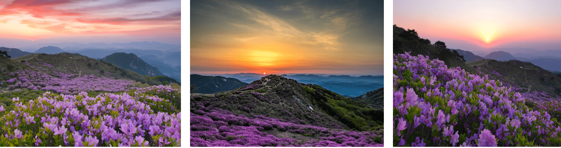 황매산철쭉 등산코스